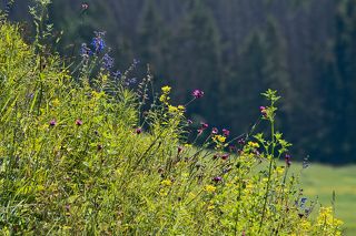 01. Приглашаю прогуляться по цветущим летним лугам юга Московской области. Чего тут только не встретишь...
