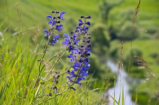 02. Зелень лугов чудесно оживляют Шалфей луговой ...