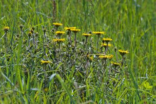 03 Здесь контровый свет выделил на фоне луга кустик Девясила шершавого, ...