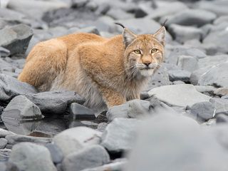 И лишь потом она заметила нас...  Эти секунды пролетели, понятно, быстро, но серию выстрелить удалось... к счастью, поскольку из десятка кадров более-менее резким вышел только один