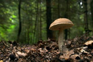 Лесной житель