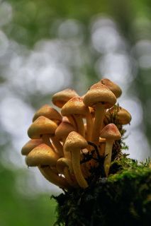 Поганое семейство