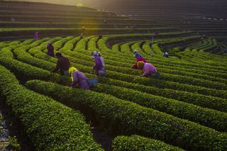 丰收旋律-Melody of the Harvest