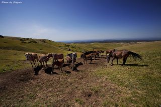 Казахстан в прошлом, это несметное количество конников, которые скакали на низкорослых лошадях. До середины девятнадцатого века в казахской степи ни чего не менялось, лошадь у кочевников была всем, средством передвижения, пищей и богатством именно по количеству лошадей в табуне говорили о его хозяине.
