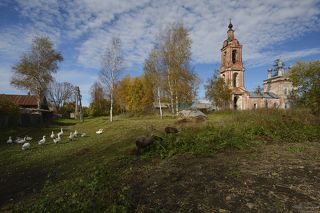 Несмотря на близость рядом Костромской области, где вроде как живет Баба-яга, эти гуси-лебеди вряд ли кого-то украдут, они боятся, чтобы их кто-нибудь не украл...