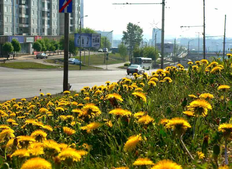 Одуванчикиphoto preview