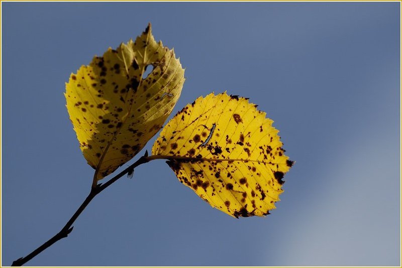 лист, осень, макро, небо ***photo preview