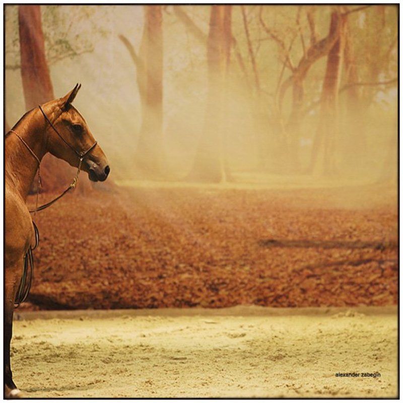 золото, лошадь, лошади, конь, gold, horses, horse, equi, zabegin про_золотоphoto preview