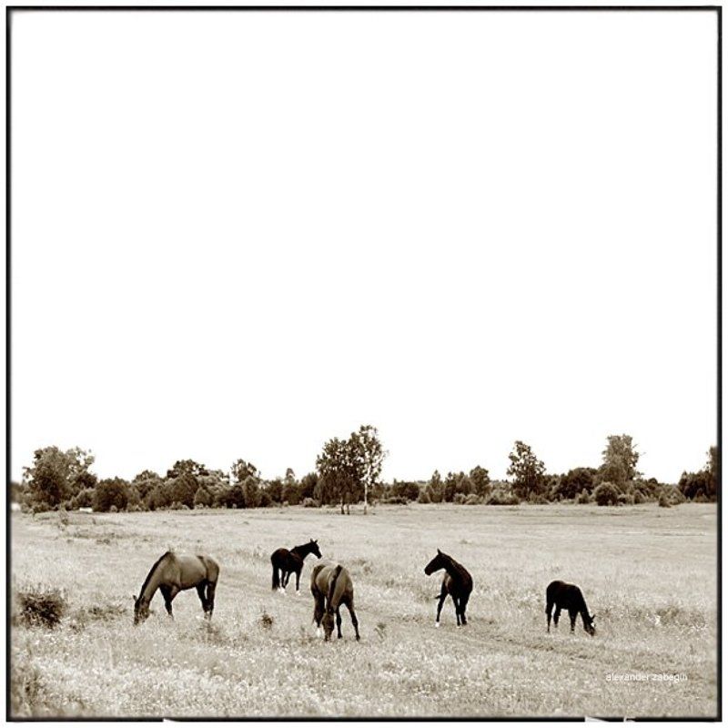 лошадь, лошади, конь, horses, horse, equi, zabegin про_свободуphoto preview