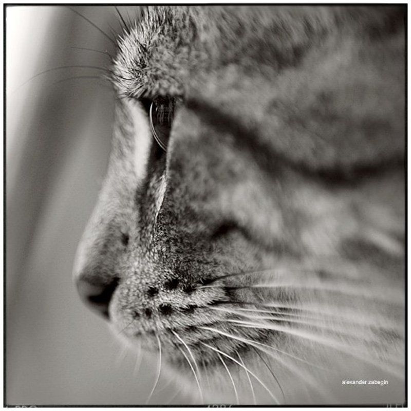 кошка, кот, турция, cat, zabegin про_турецкую_кошкуphoto preview