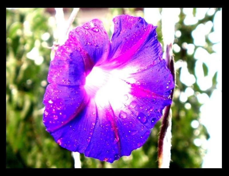 утроphoto preview