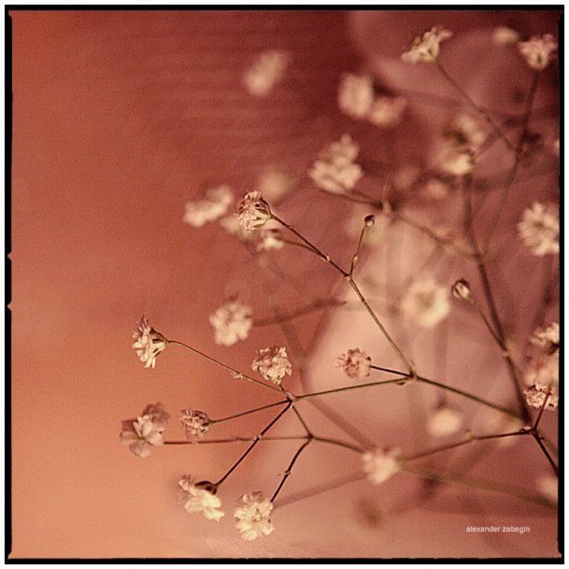 цыетуёчки, цветы, flower, flowers, zabegin ***photo preview