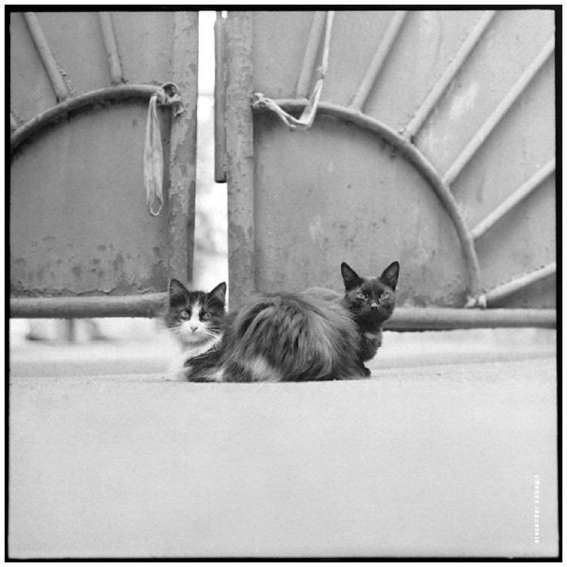 другая москва, москва, улица, moscow, street, кошка, кот, cat, zabegin 004photo preview