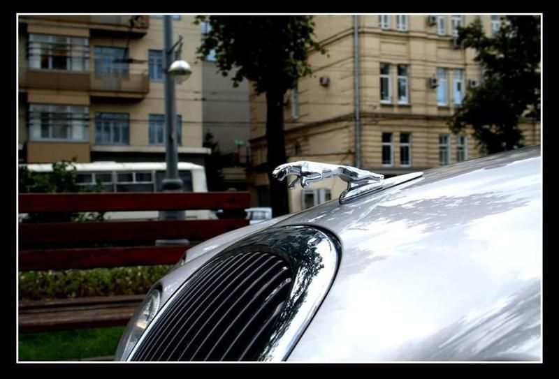 кошка на капотеphoto preview