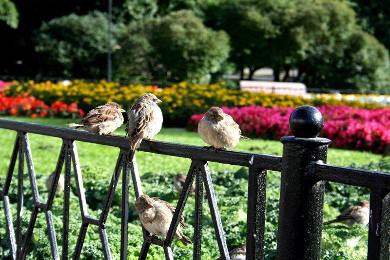 птицы воробьиphoto preview