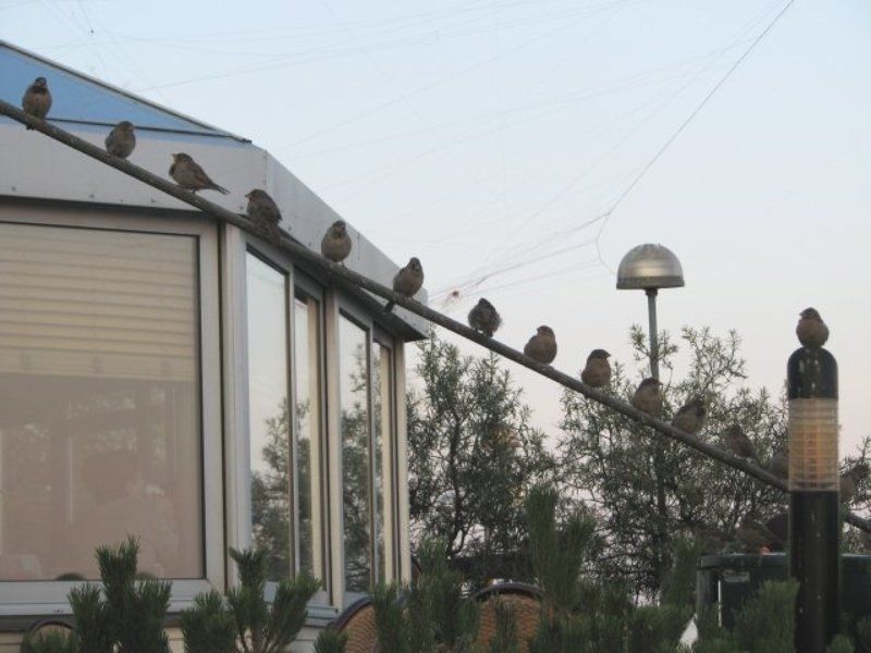 воробьи вечернее построениеphoto preview