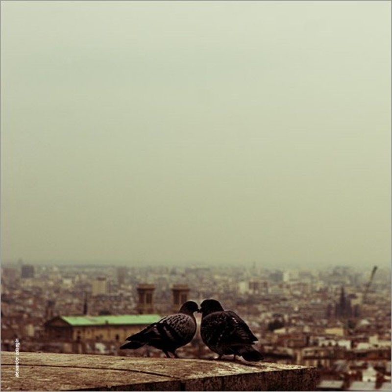 paris, montmartre, париж, монмартр, голуби, love about_lovephoto preview
