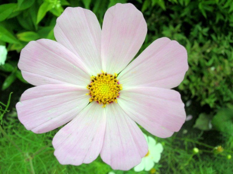 цветок, цветы, макромир ICQ ( Online )photo preview