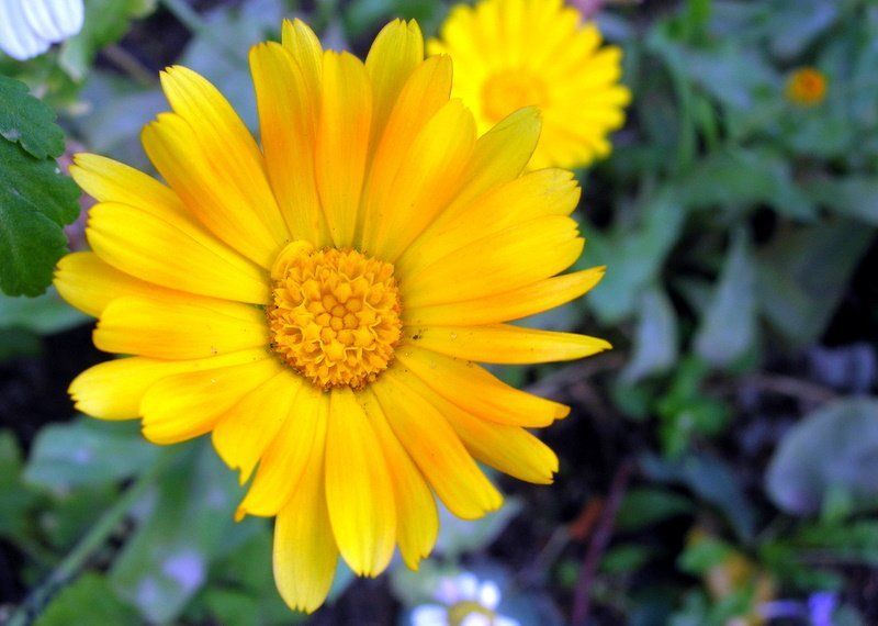 цветок, цветы, макромир ICQ ( Away )photo preview