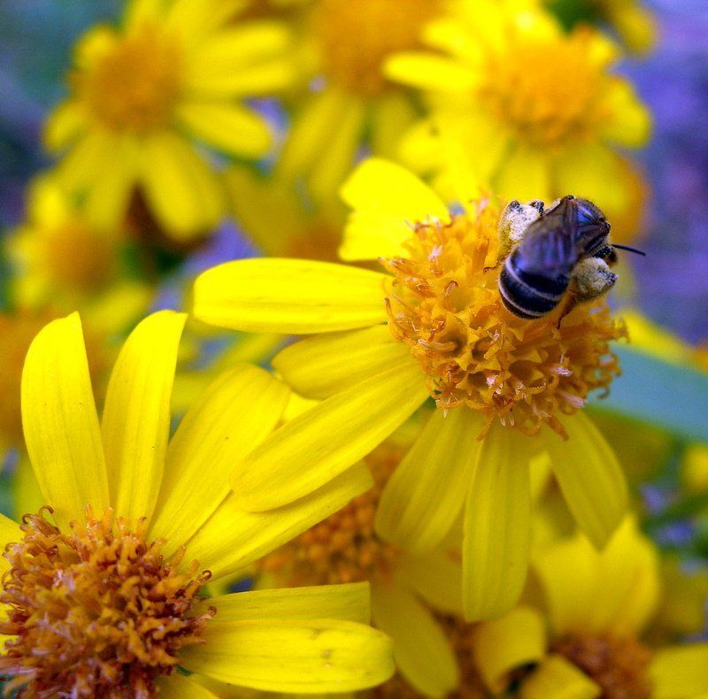 цветок, цветы, макромир, пчела Пчелиная работаphoto preview