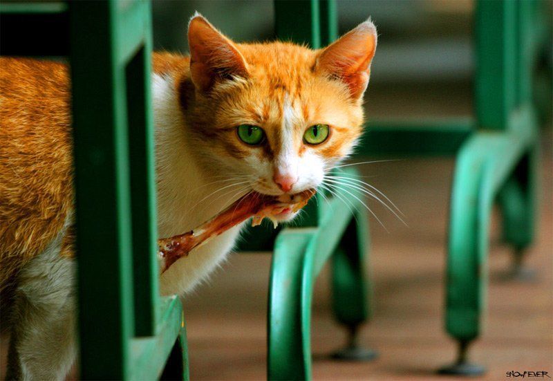 kot, koshka, leto, snowfever, sedinkin vladimir koshkaphoto preview