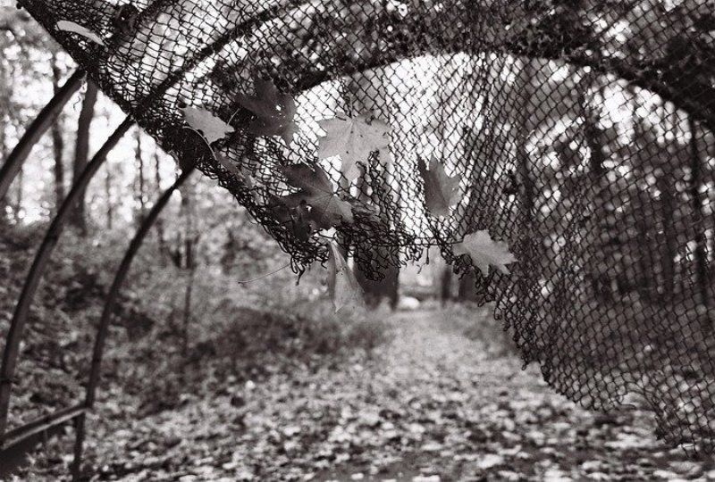 ч/б, ilford, осень, листья Занавесphoto preview