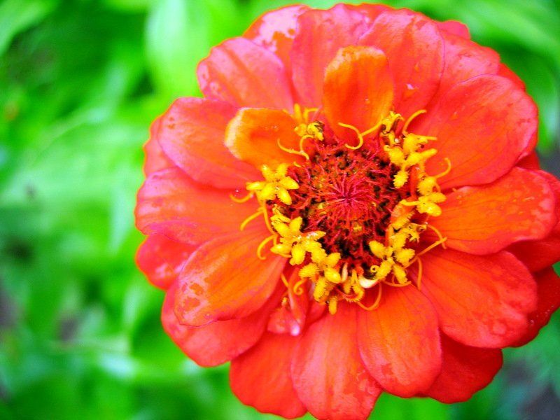 цветок, цветы, макромир ICQ ( Evil )photo preview