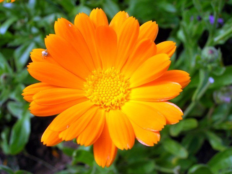 цветок, цветы, макромир, паук ICQ ( Free for chat )photo preview