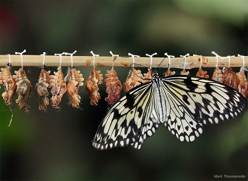 бабочка, коконы, насекомые, макро за минуту до первого взлета...photo preview