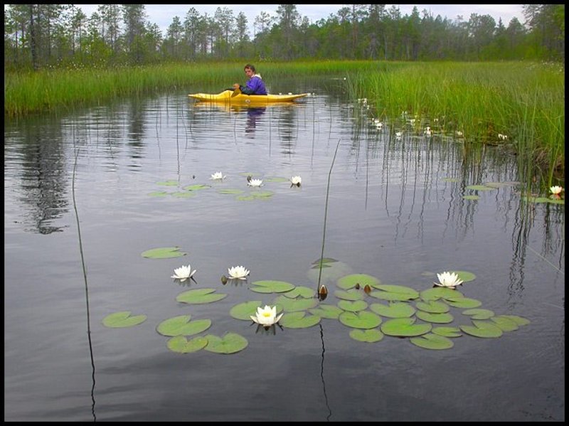 Карелия Белые кувшинки и желтый каякphoto preview