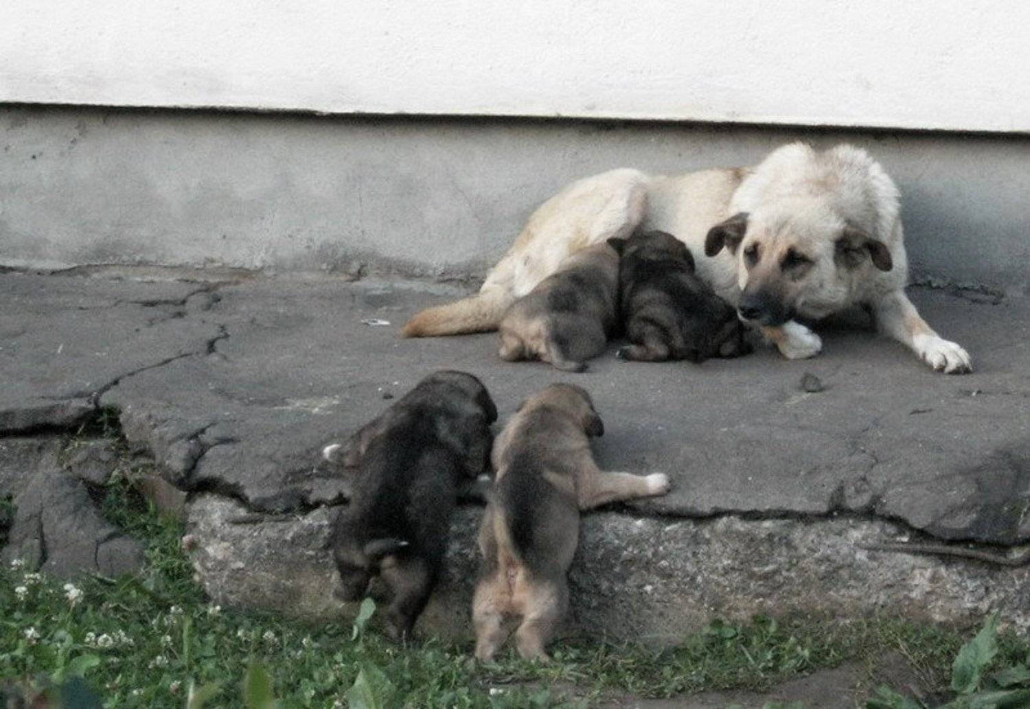 Мать-Одиночка. Автор: CyberDream собака, с, четырьмя, щенятами, CyberDream