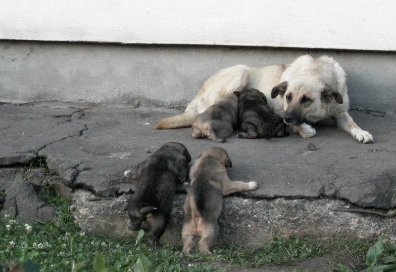 собака, с, четырьмя, щенятами Мать-Одиночкаphoto preview