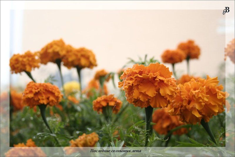 Последние солнышки летаphoto preview