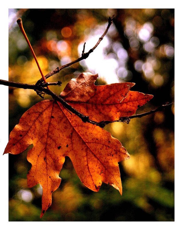 Зацепилсяphoto preview