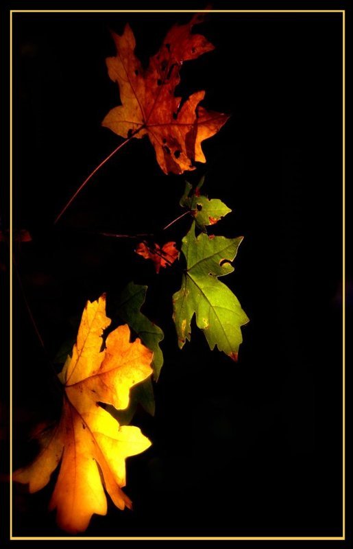 Осенние краскиphoto preview