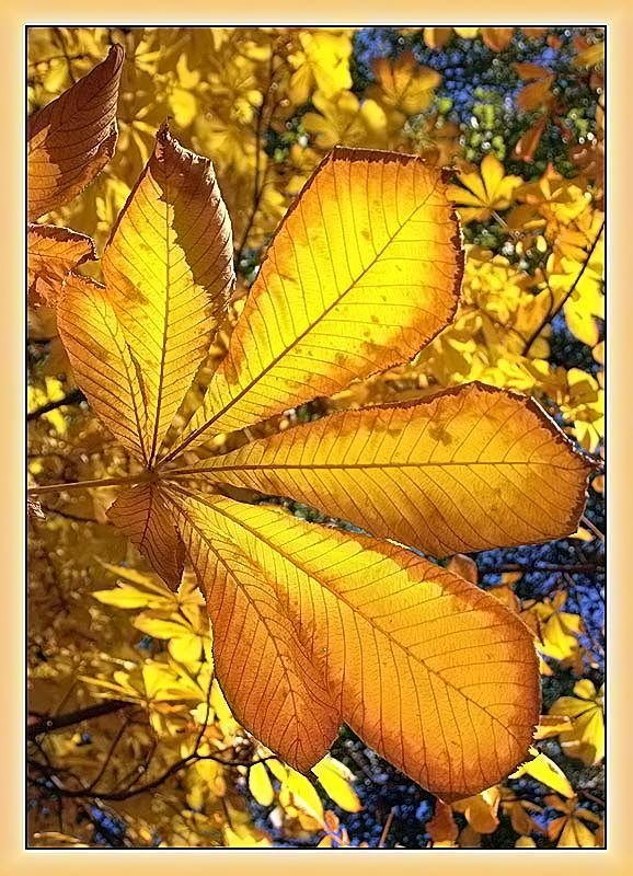 Осенний веерphoto preview