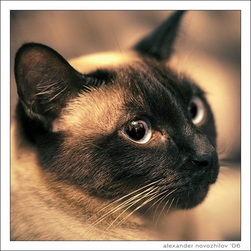 руна, животные, кошки, cat, runa, animals Рунаphoto preview