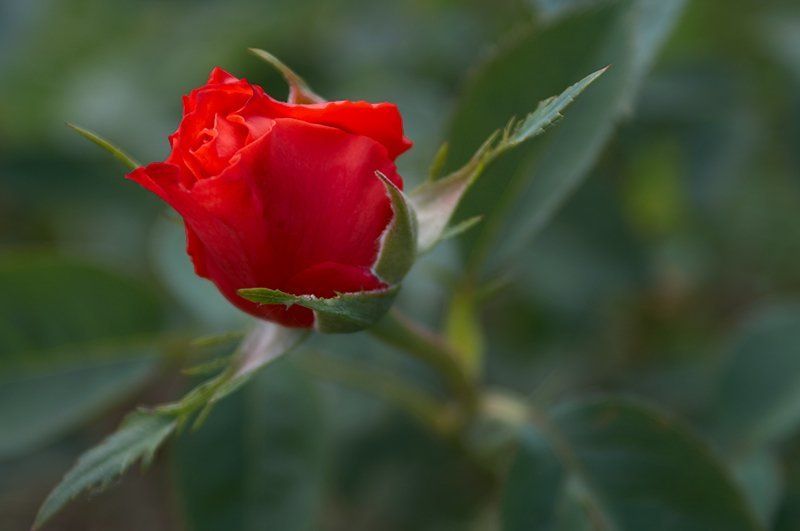 роза * * *photo preview