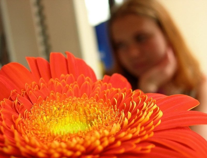 рыжие, герберы Она Любила...photo preview