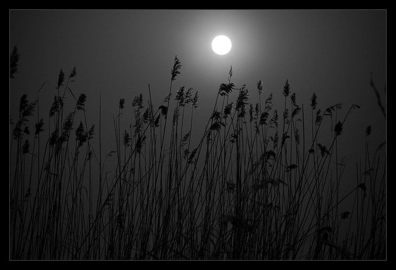 .Sergio Pachini. Silencephoto preview