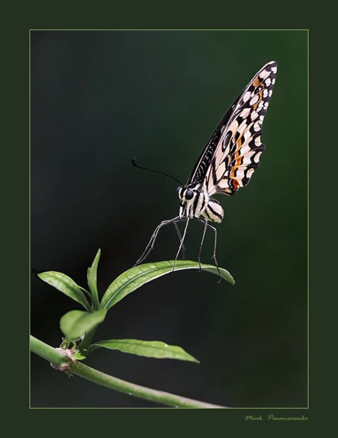бабочка, насекомые, макро, Марк Пономаренко