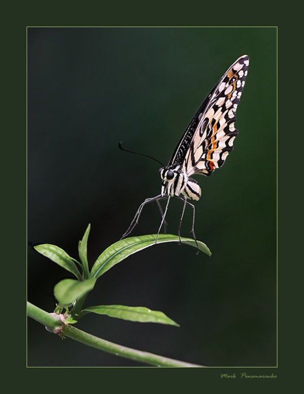 бабочка, насекомые, макро про изящность...photo preview