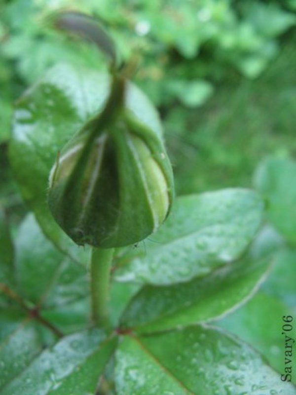 2006, роза Розаphoto preview