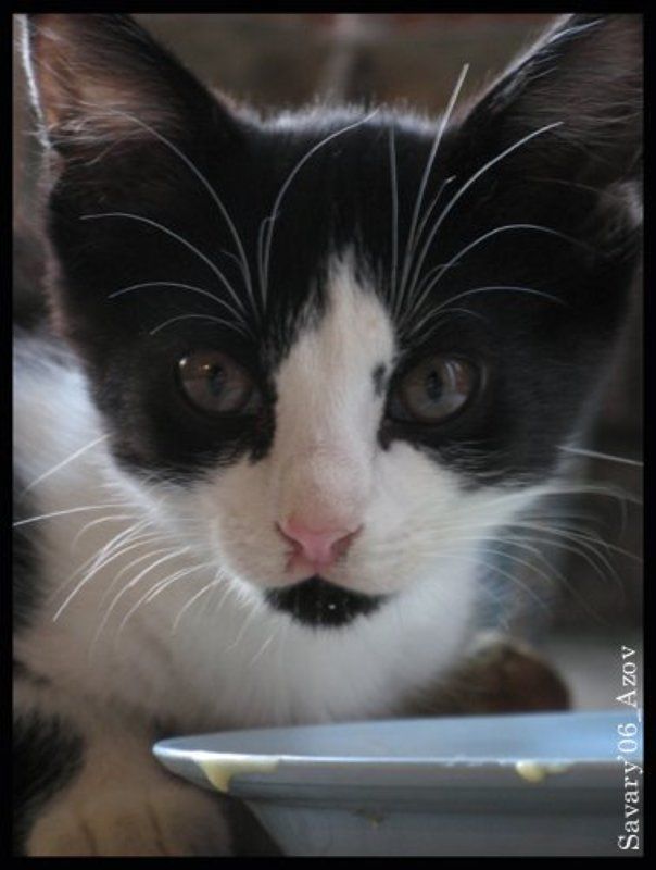 Азов, кот, 2006 Кот с Азоваphoto preview
