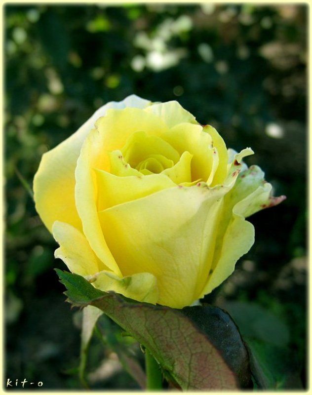 розаphoto preview