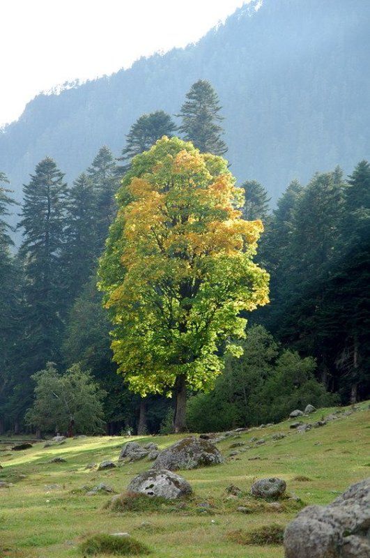 Alone Treephoto preview