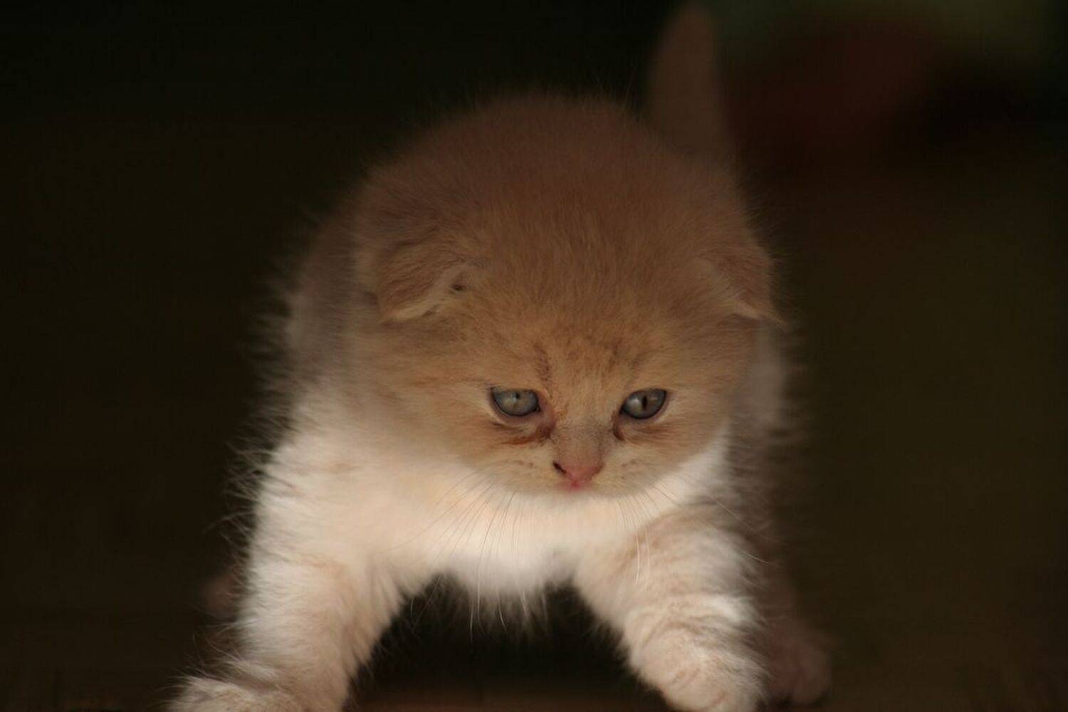 Животные, Севрюков Сергей