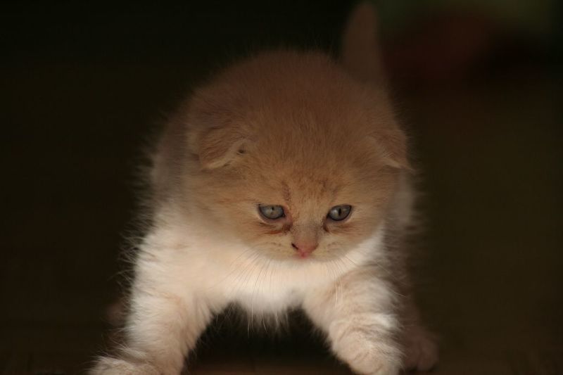 Животные Выход в светphoto preview