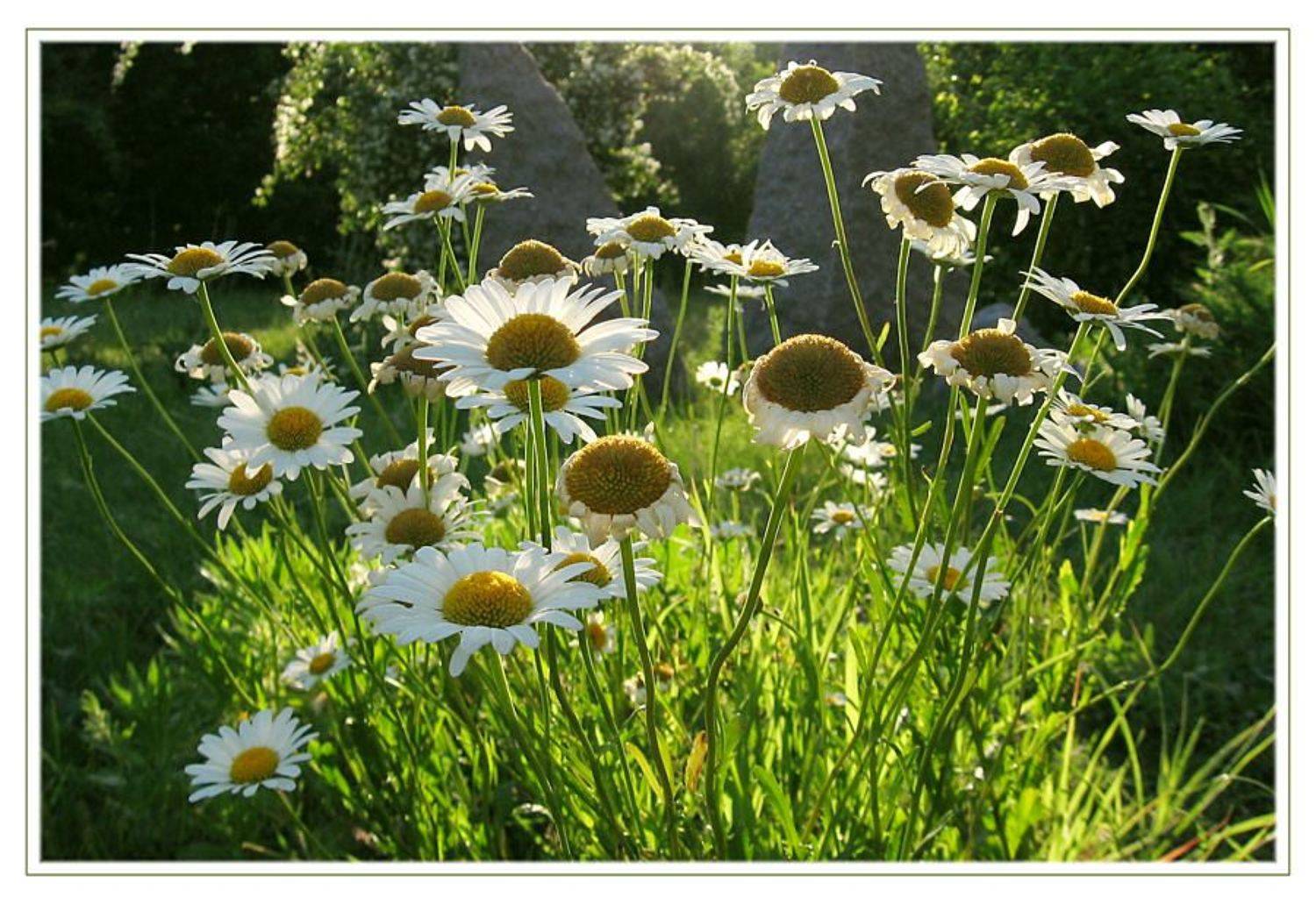 ромашки, лето, Алексей Миронченко