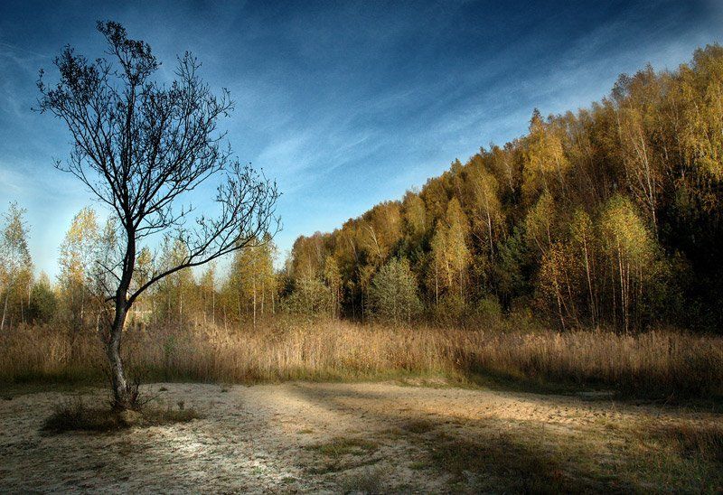 Про осенний лес и зимнее деревоphoto preview